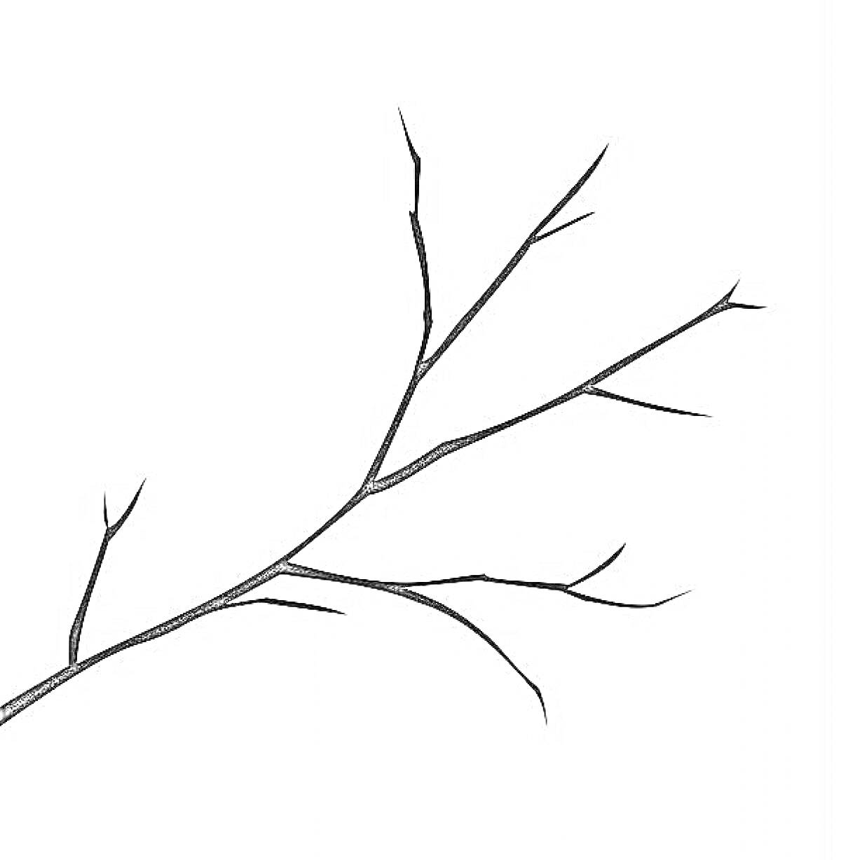 Раскраска Черно-белая ветка дерева с несколькими боковыми ветками