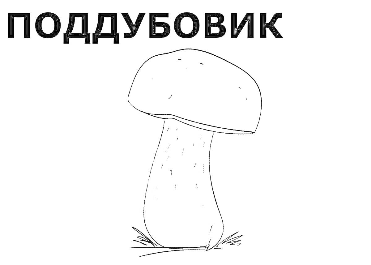 Раскраска Поддубовик: гриб с крупной шляпкой и плотной ножкой, растущий среди травы