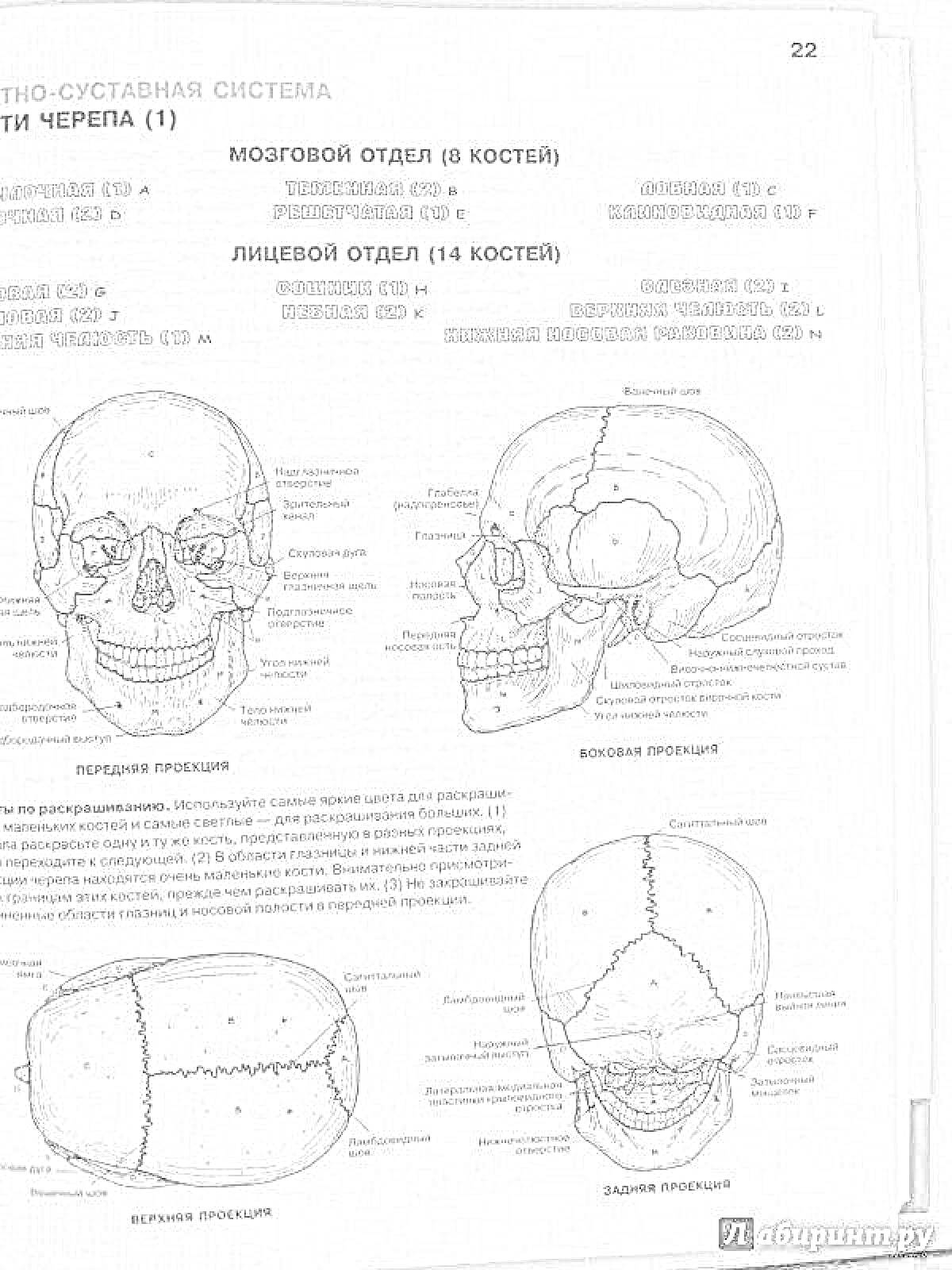 Раскраска Изображения черепа с обозначениями всех его частей