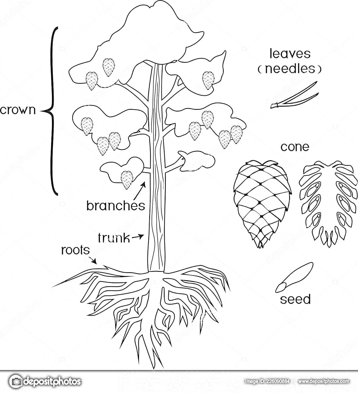 Раскраска Сосна: крона, ветви, ствол, корни, иглы, шишка, семя