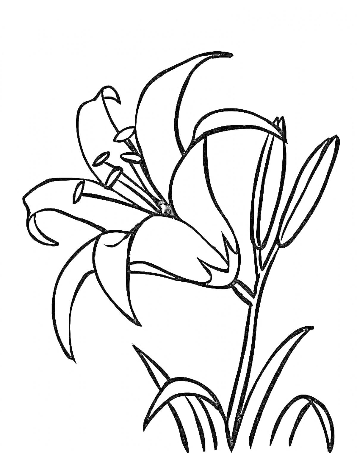 Раскраска Рисунок лилии с цветами, бутонами и листьями