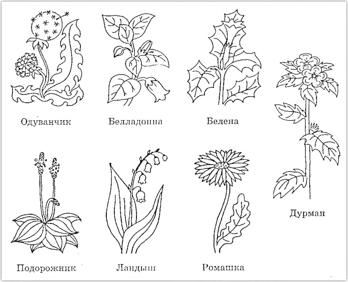 На раскраске изображено: Одуванчик, Лекарственные растения