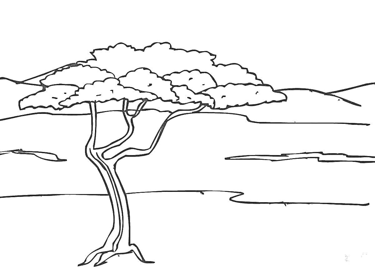Раскраска Одинокое дерево акации на фоне саванны