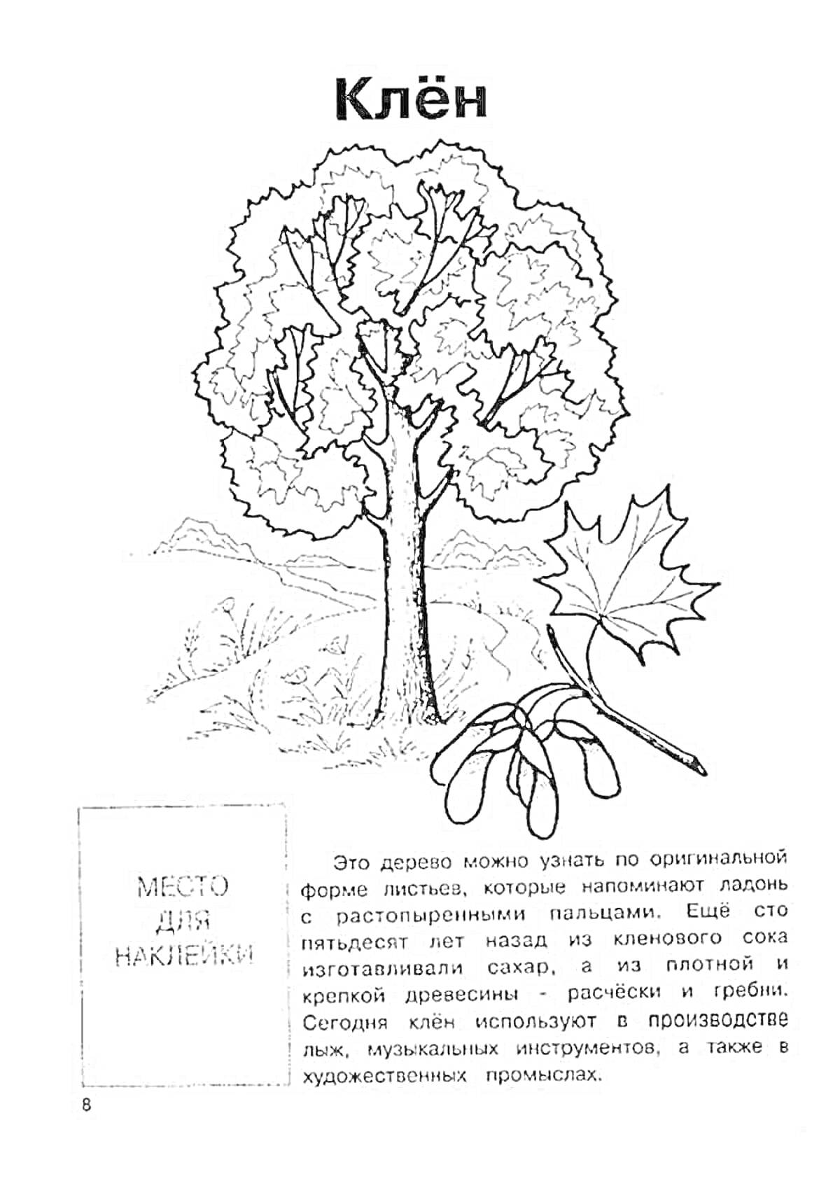 На раскраске изображено: Клен, Листья, Плоды, Природа