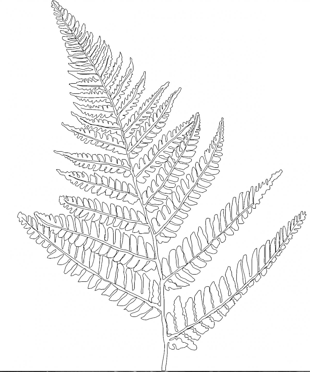 Раскраска Папоротник крупным планом с деталями листьев и прожилок