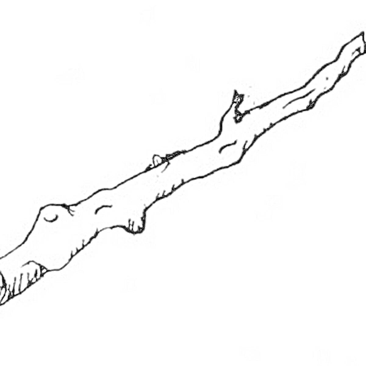 На раскраске изображено: Ветка, Природа