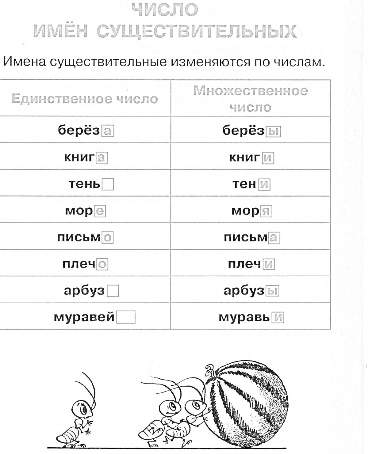 Раскраска Число имён существительных. Берёза, книга, тень, море, письмо, плечо, арбуз, муравей