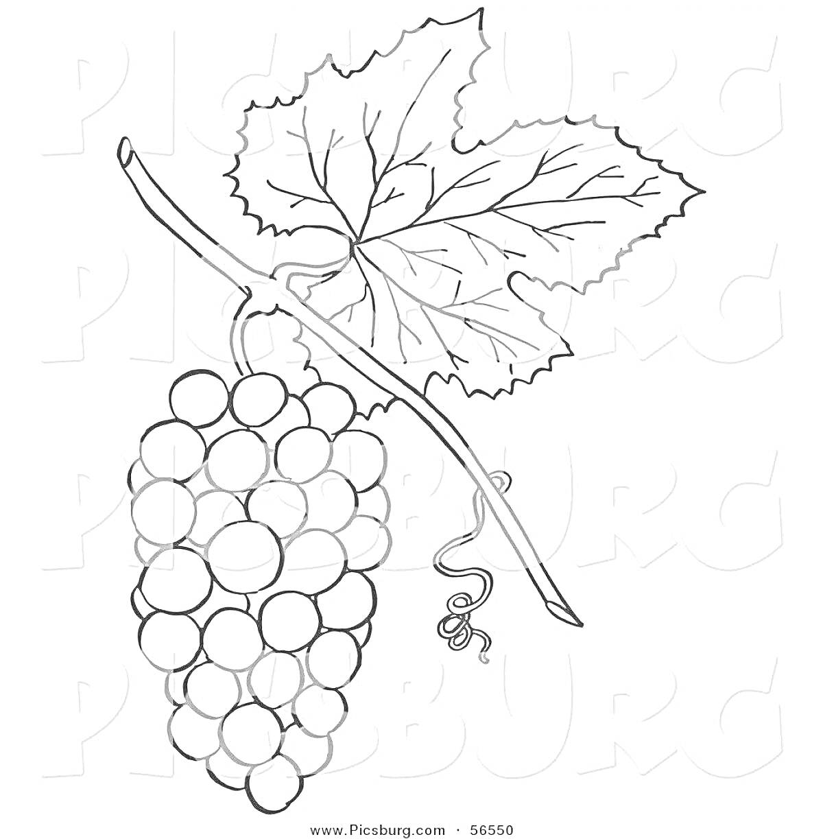 На раскраске изображено: Виноград, Листья, Гроздь винограда, Ботаника, Природа