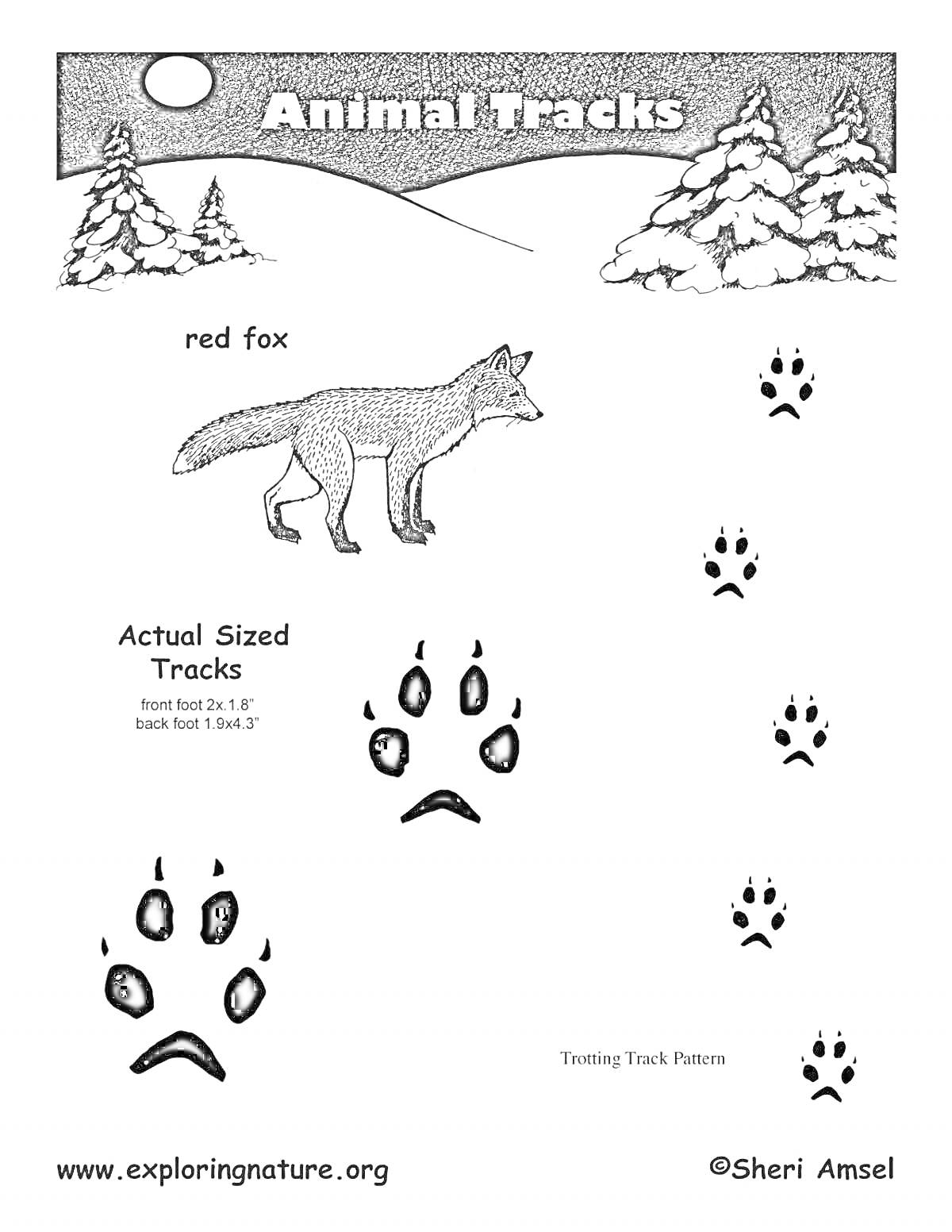 На раскраске изображено: Следы животных, Лиса, Природа, Зимний лес, Следы на снегу, Образование