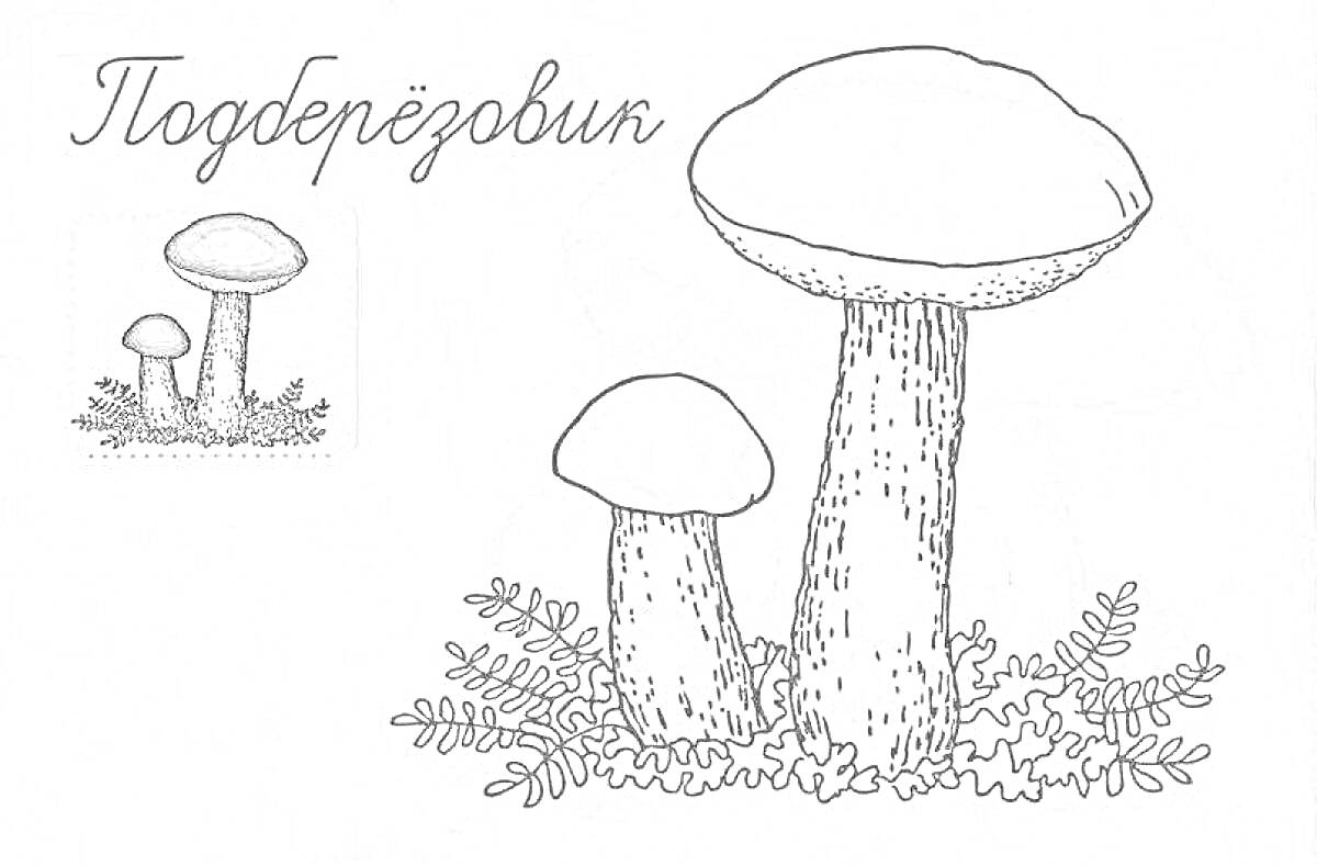 На раскраске изображено: Подберёзовик, Грибы, Съедобные грибы, Трава, Лес, Природа