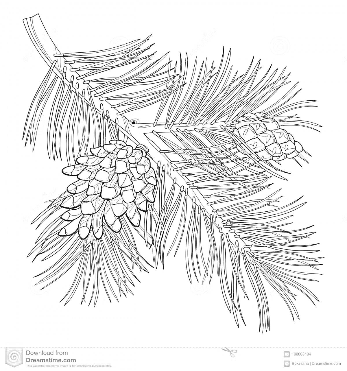 Раскраска ветка сосны с шишками и иголками