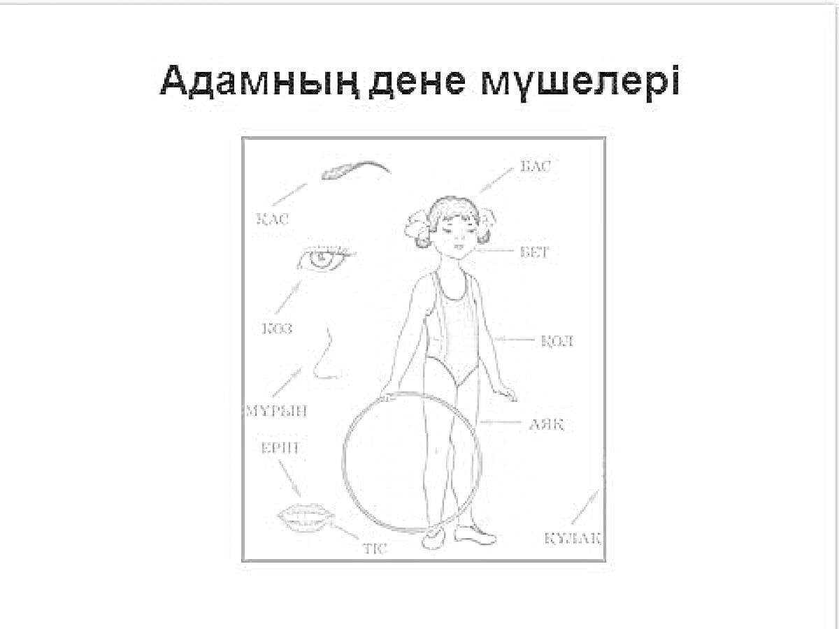 Части тела человека со стрелками, указывающими на глаз, қас, қол, бет, ауыз, аяқ, рука, пазаныз, тис, кулак