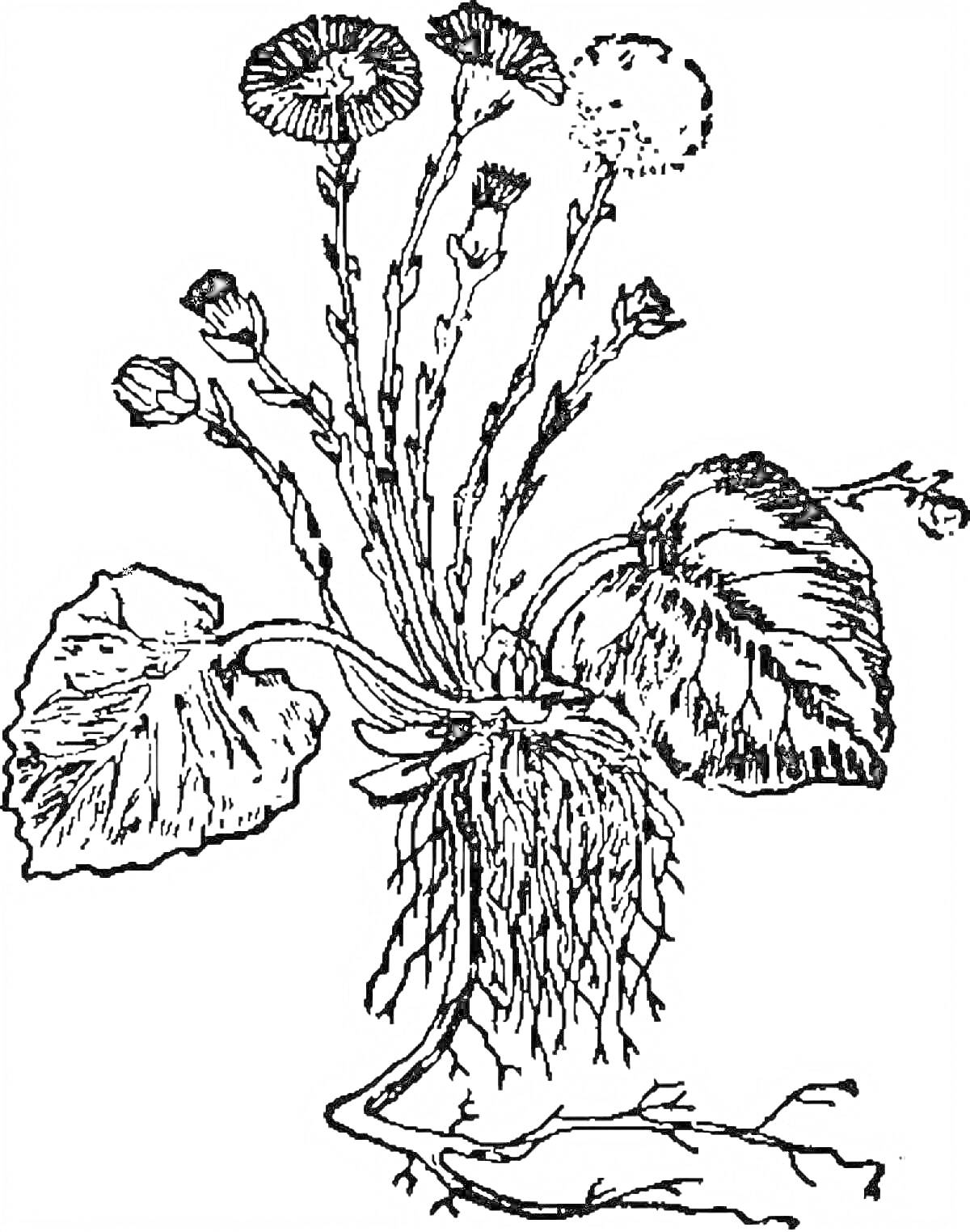 Раскраска Рисунок мать-и-мачехи с цветами, листьями и корнями.