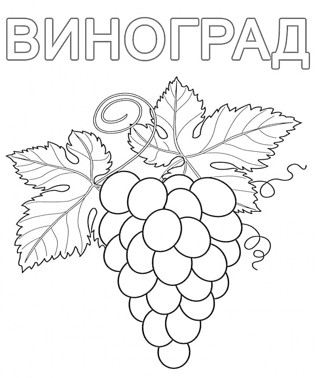 На раскраске изображено: Виноград, Фрукты, Ягоды, Для детей, 5-6 лет, Листья