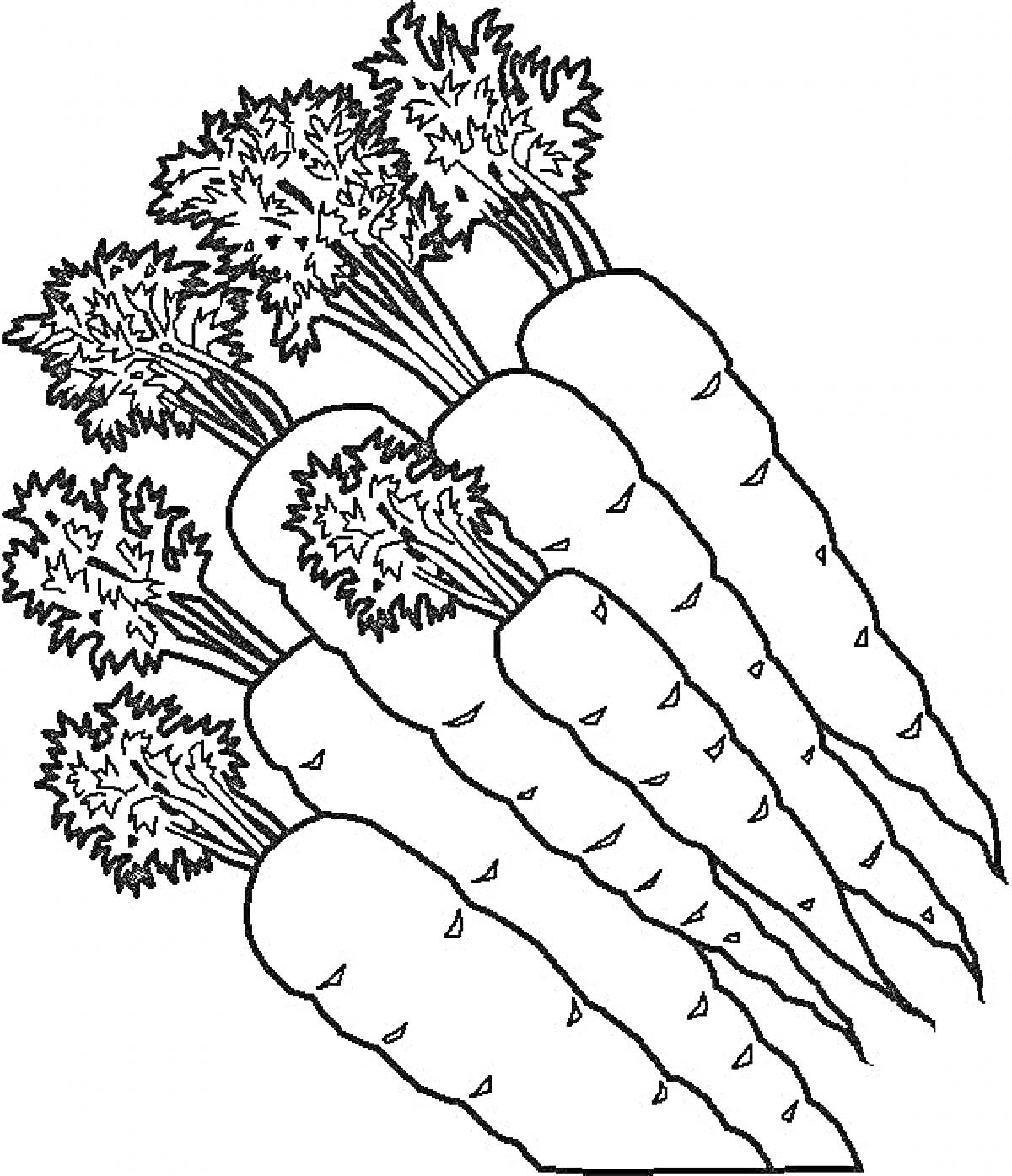 На раскраске изображено: Овощи, Ботва, Контурное изображение, Морковь