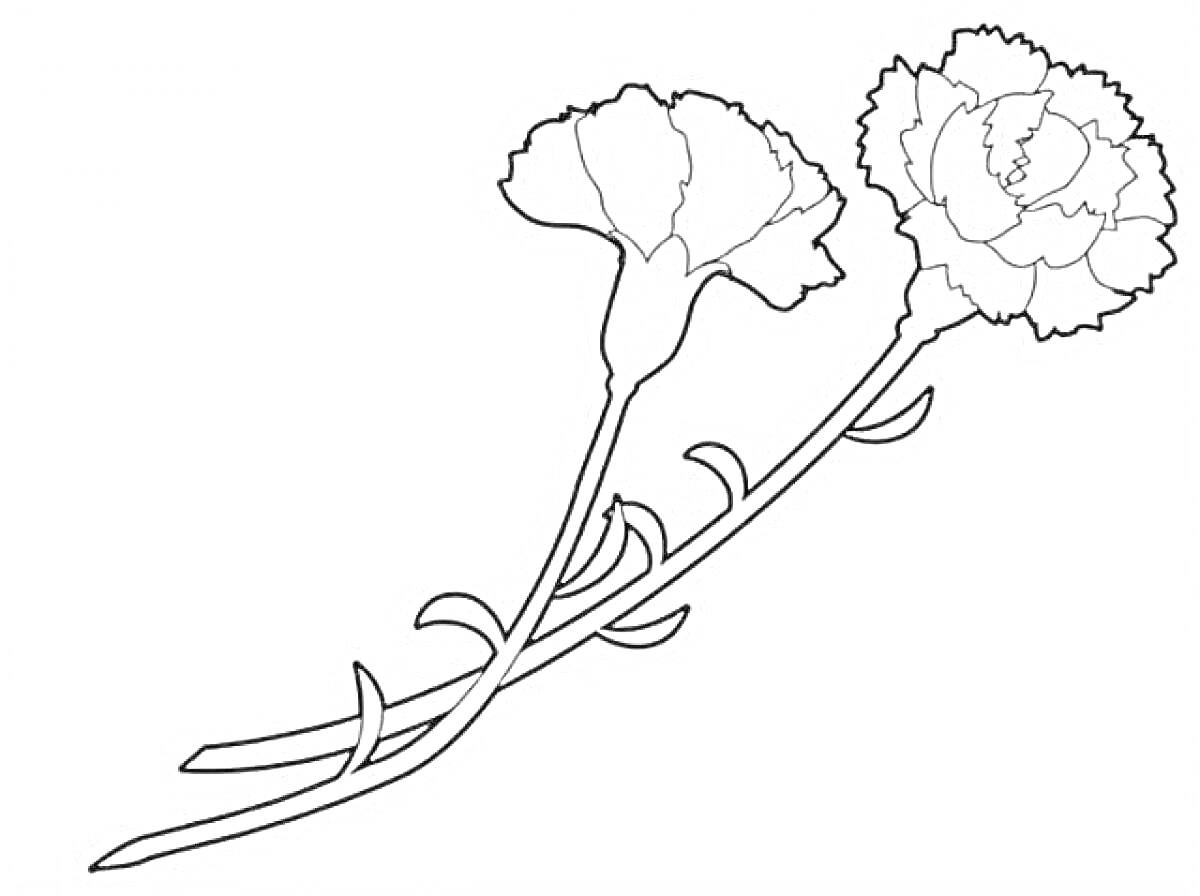 На раскраске изображено: Гвоздика, Цветы, Стебель, Листья, Для детей, Ботаника, Контурные рисунки