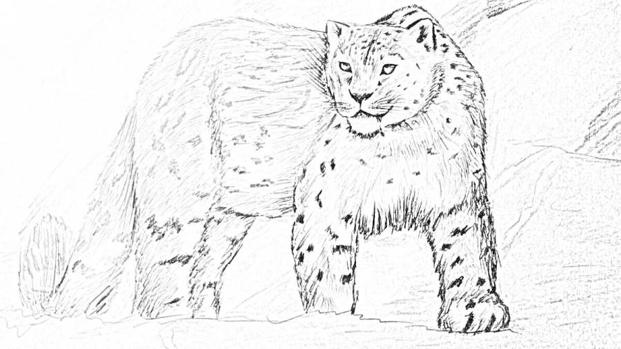 Leopard Wildlife Coloring Page