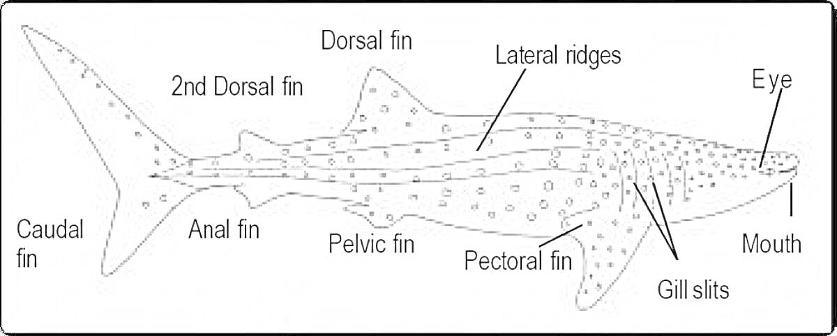 Раскраска китовая акула с обозначением частей тела (глаз, рот, жаберные щели, грудной плавник, тазовый плавник, анальный плавник, хвостовой плавник, первый спинной плавник, второй спинной плавник, латеральные гребни)