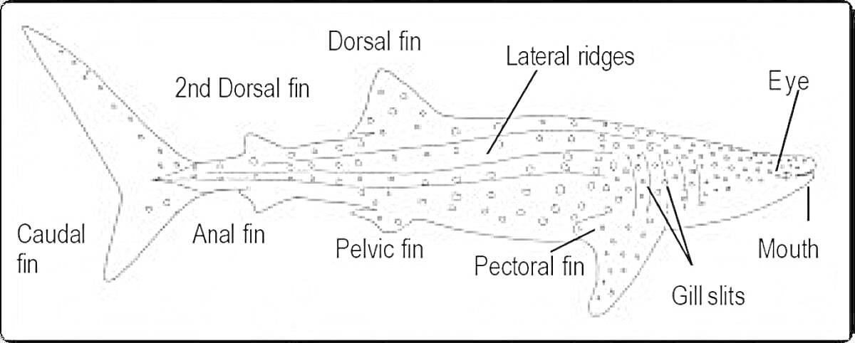 китовая акула с обозначением частей тела (глаз, рот, жаберные щели, грудной плавник, тазовый плавник, анальный плавник, хвостовой плавник, первый спинной плавник, второй спинной плавник, латеральные гребни)