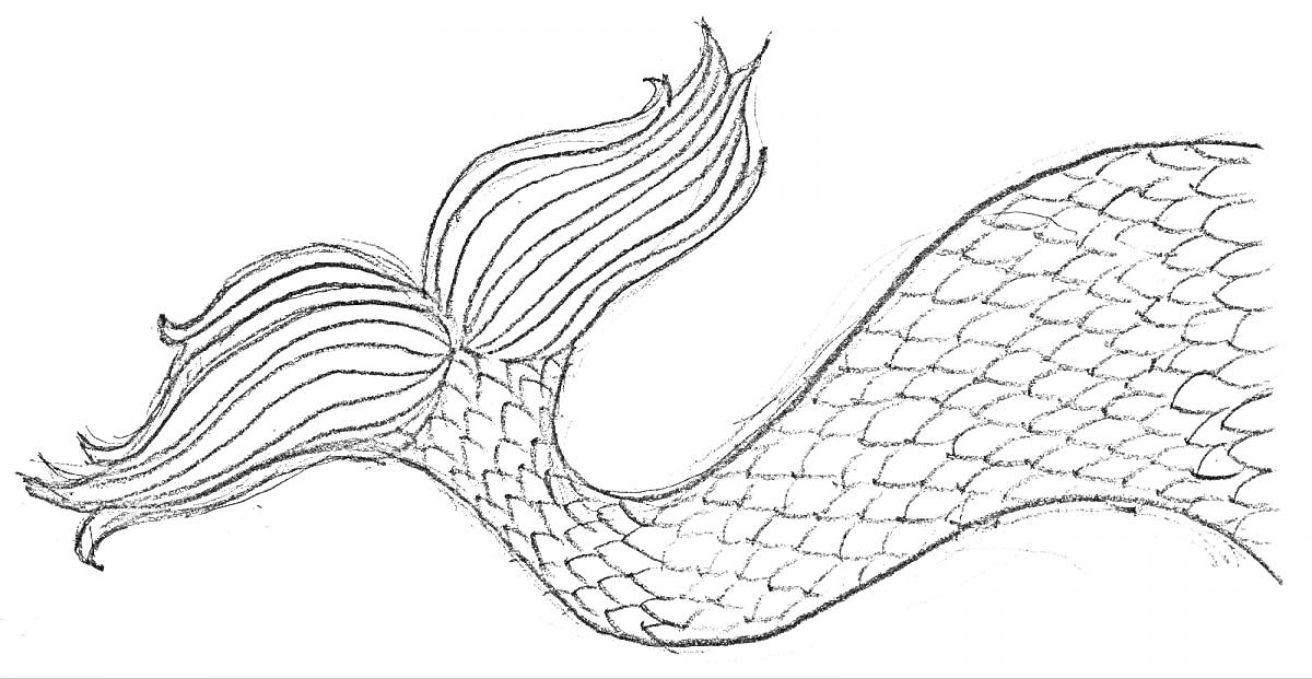 Раскраска Хвост русалки с чешуйчатым телом и плавником