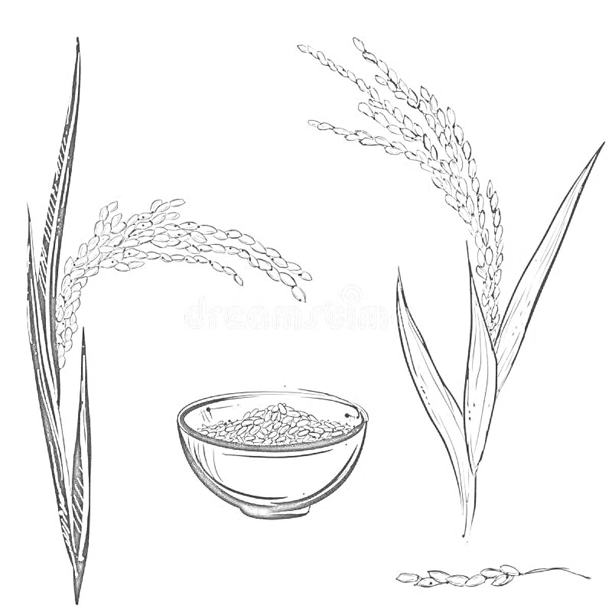 На раскраске изображено: Рис, Миска, Зерна, Сельское хозяйство, Еда, Ботаника