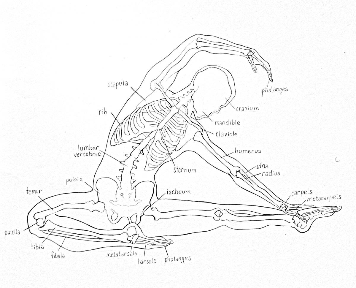 Раскраска Скелет в йогической позе, включающий череп, позвоночник, рёбра, лопатки, плечевые кости, бедренные кости, локтевые кости и другие основные элементы скелета