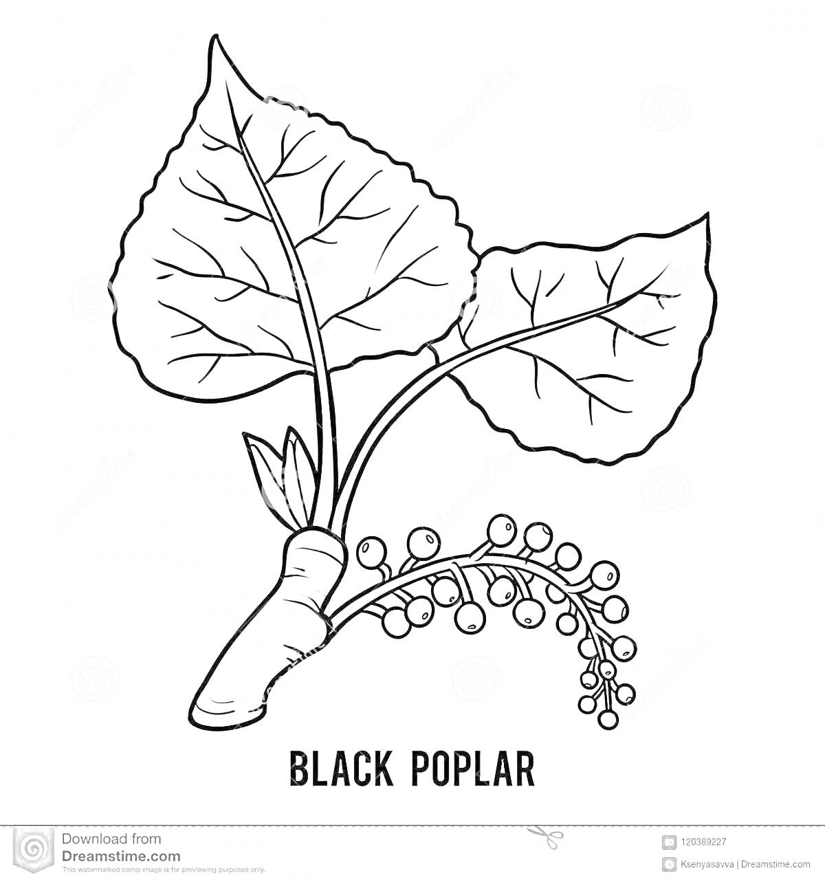 Раскраска Тополь черный с листьями и цветами