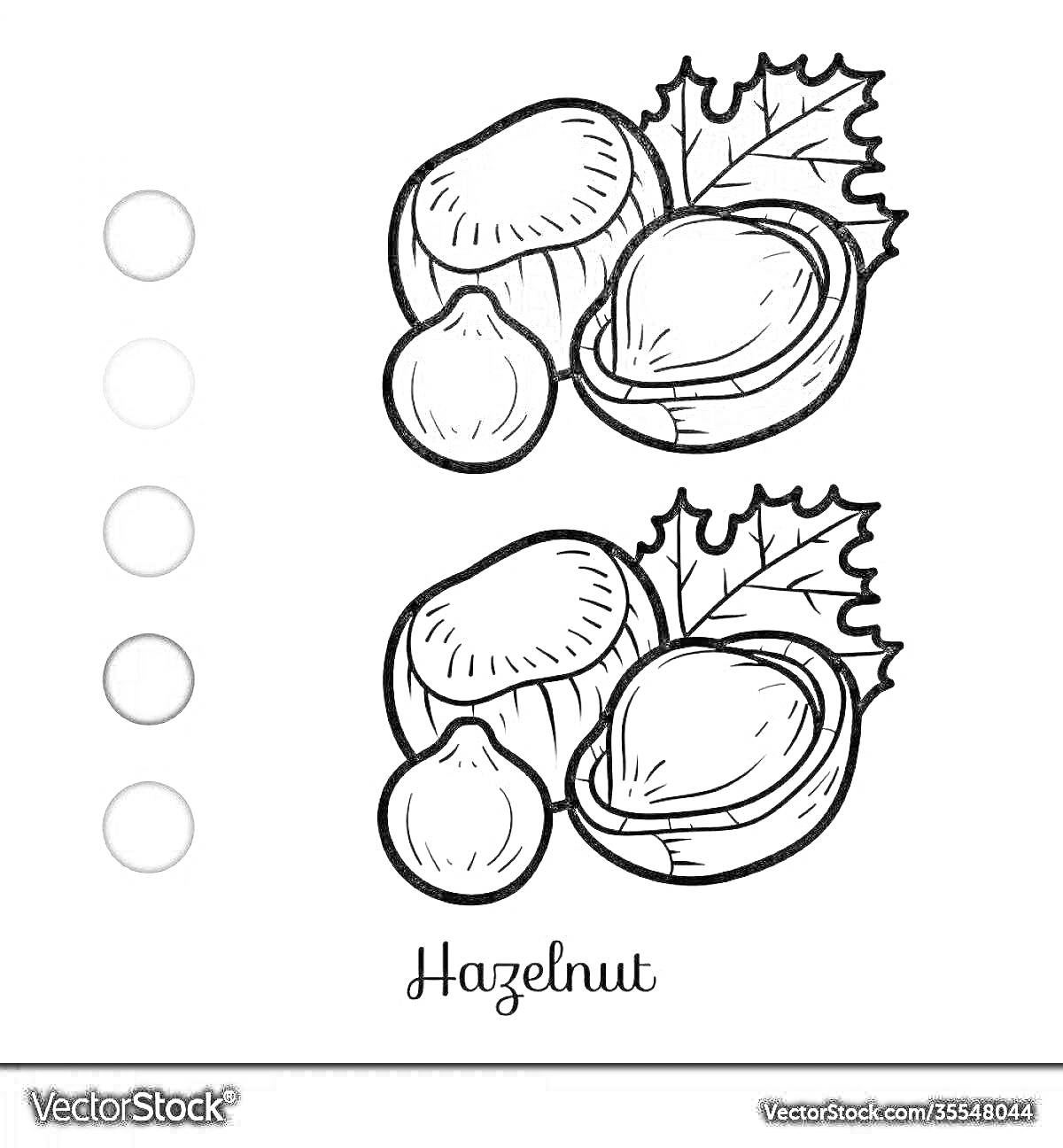 Раскраска фундук с листом