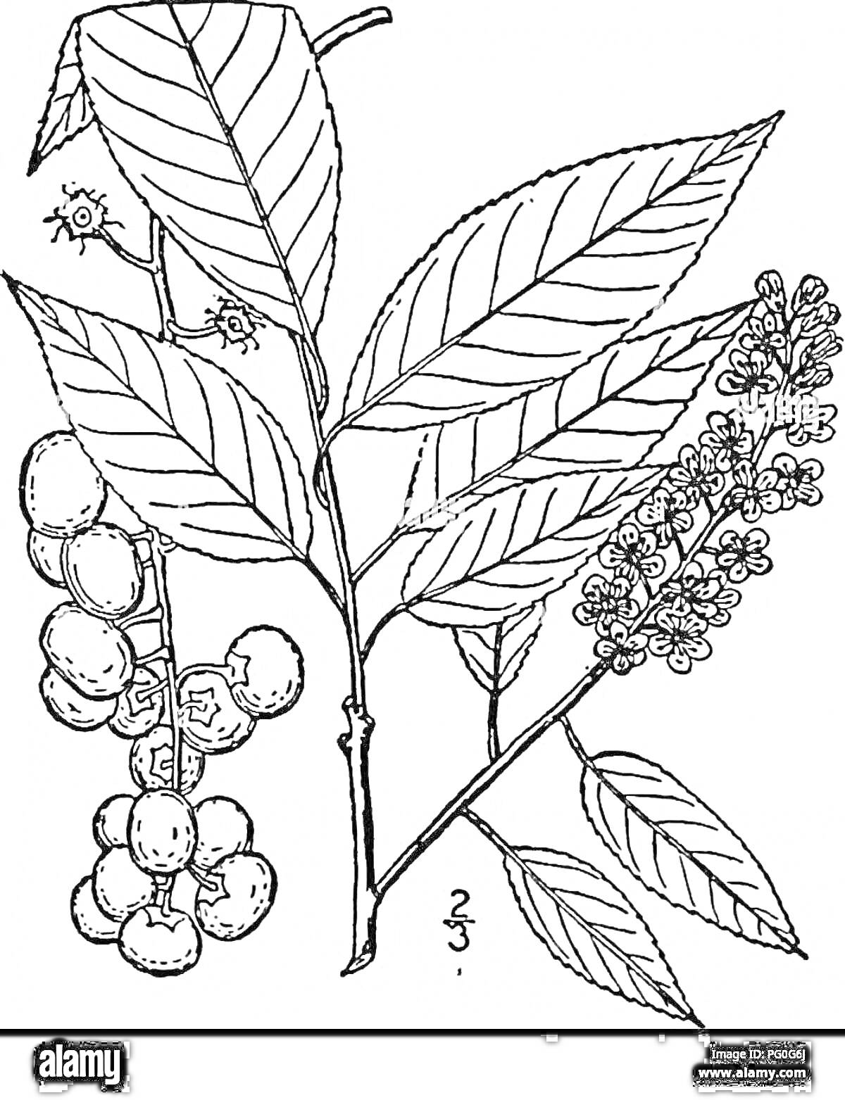 Раскраска Черемуха с листьями, кистями цветов и ягодами