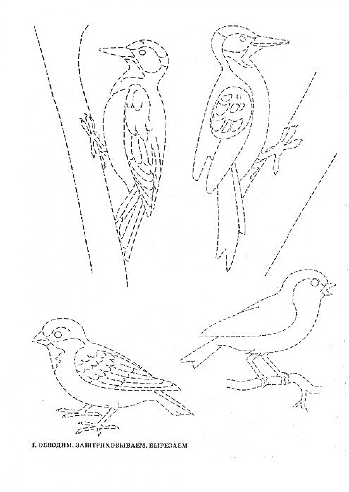 Раскраска Дятел на ветке, воробей на земле, снегирь на ветке