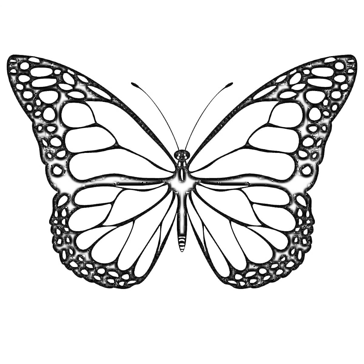 Раскраска Шаблон бабочка с симметричными узорами на крыльях