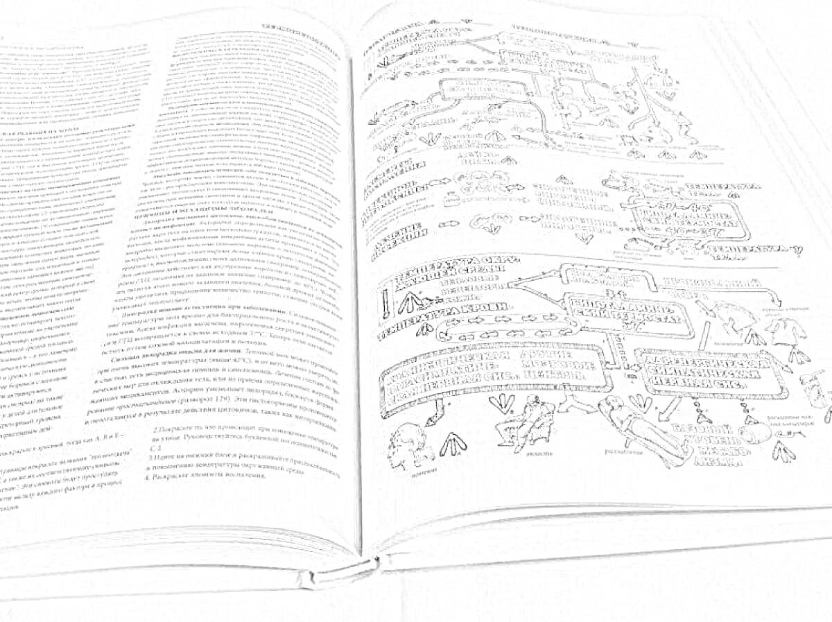Раскраска Атлас физиологии человека с текстовыми описаниями и иллюстрациями схем процессов в организме
