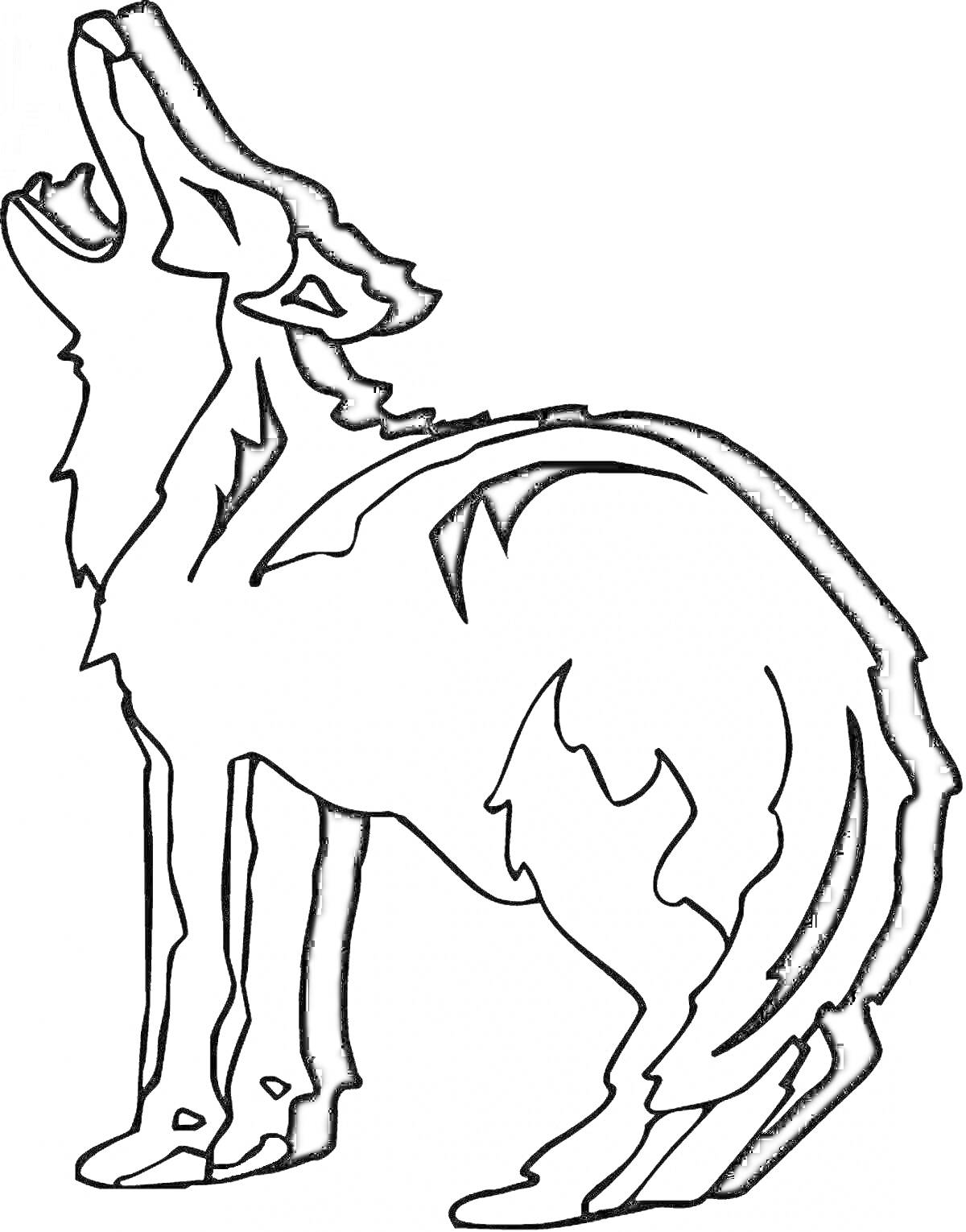 Раскраска Раскраска койота, стоящего и воющего