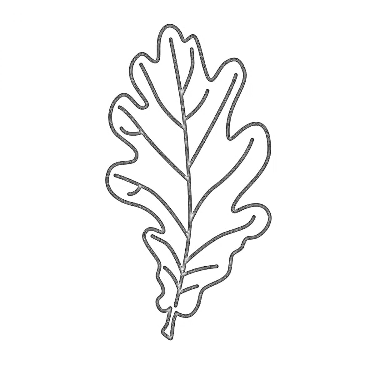 Раскраска Контур листа дуба