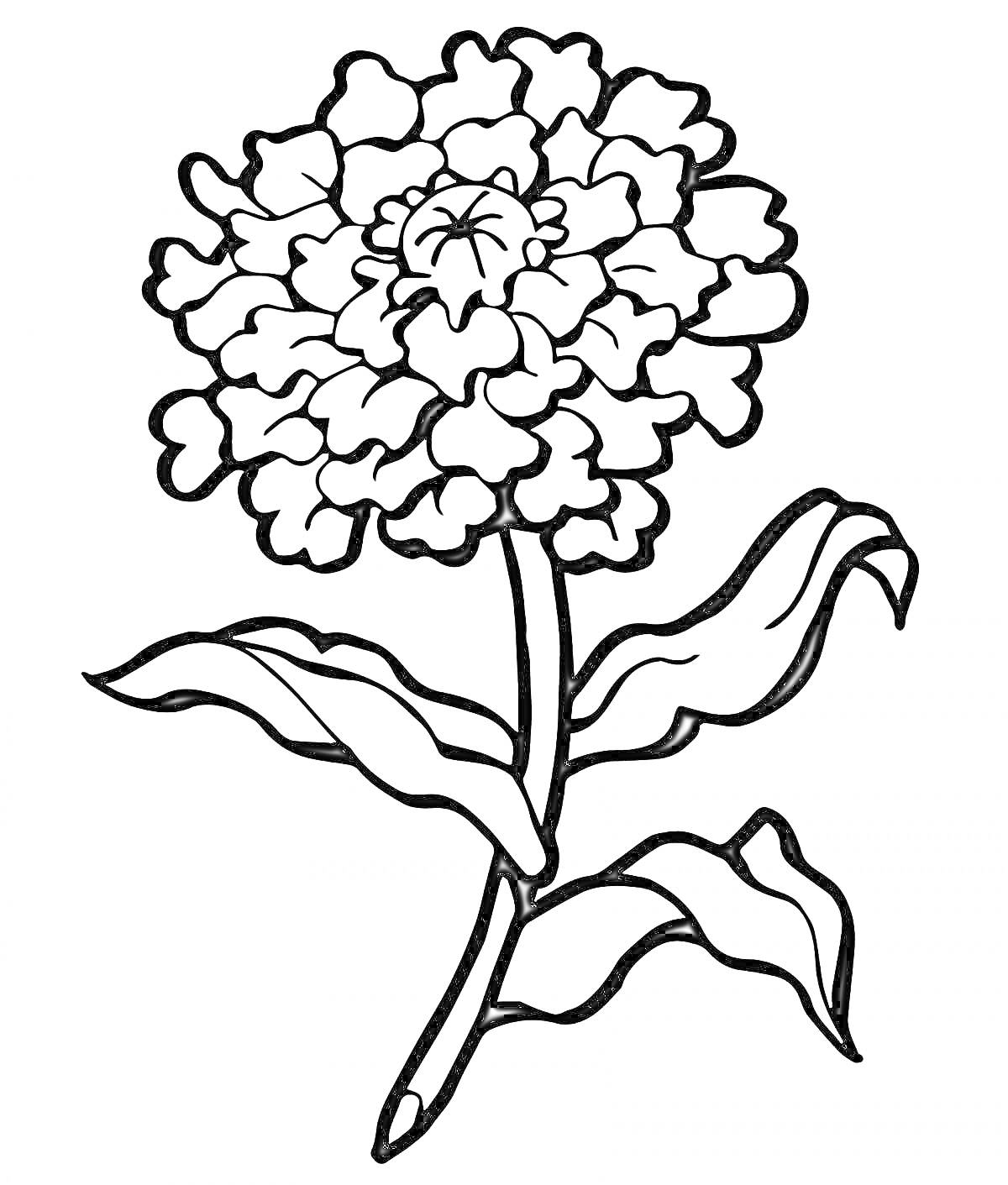 На раскраске изображено: Гвоздика, Лепестки, Листья, Стебель