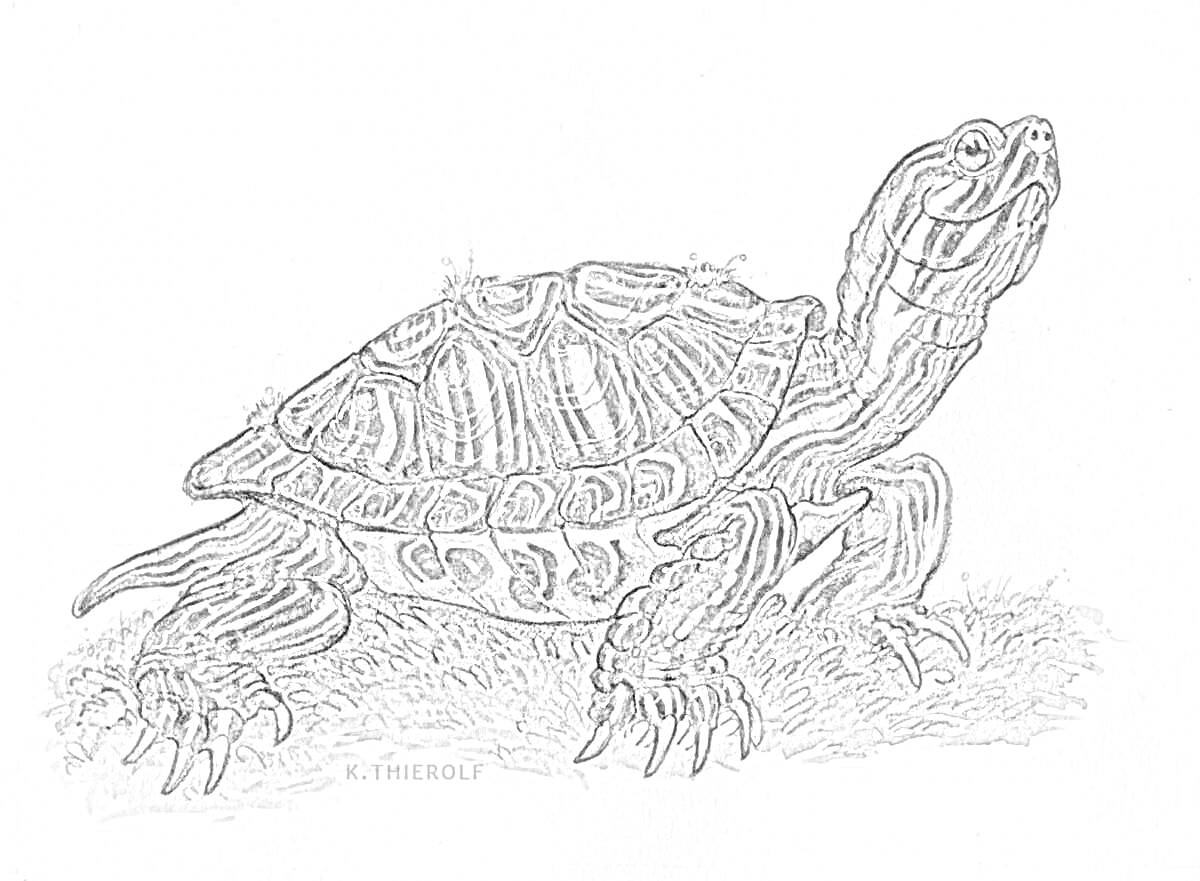 Раскраска Черепаха красноухая на траве