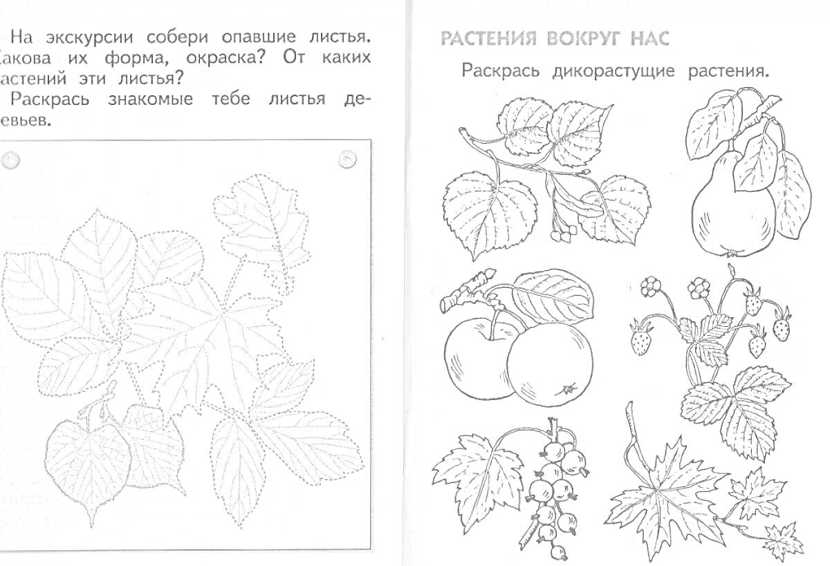 Раскраска Культурные растения (листья деревьев) и дикорастущие растения (яблоня, груша, черная смородина)