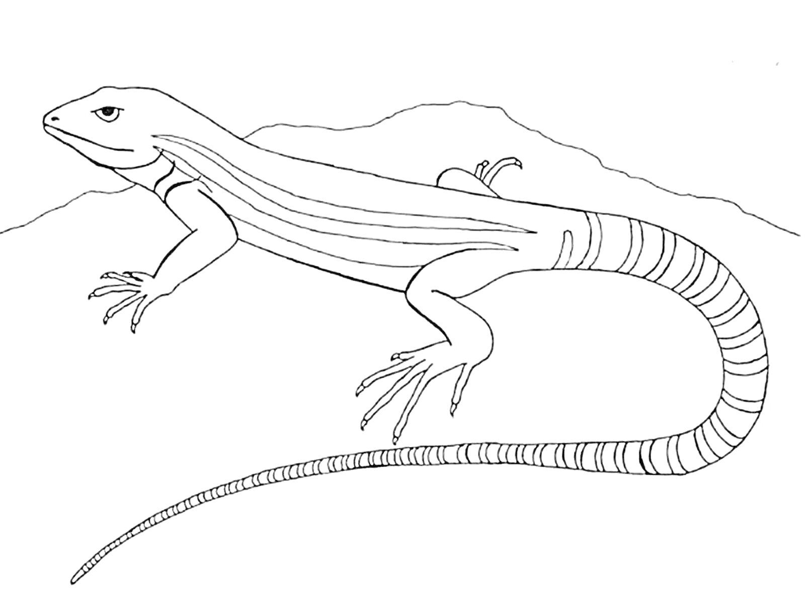 Раскраска Ящерица на фоне холмов