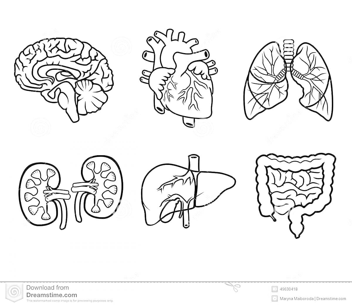 Органы человека (мозг, сердце, легкие, почки, печень, кишечник)
