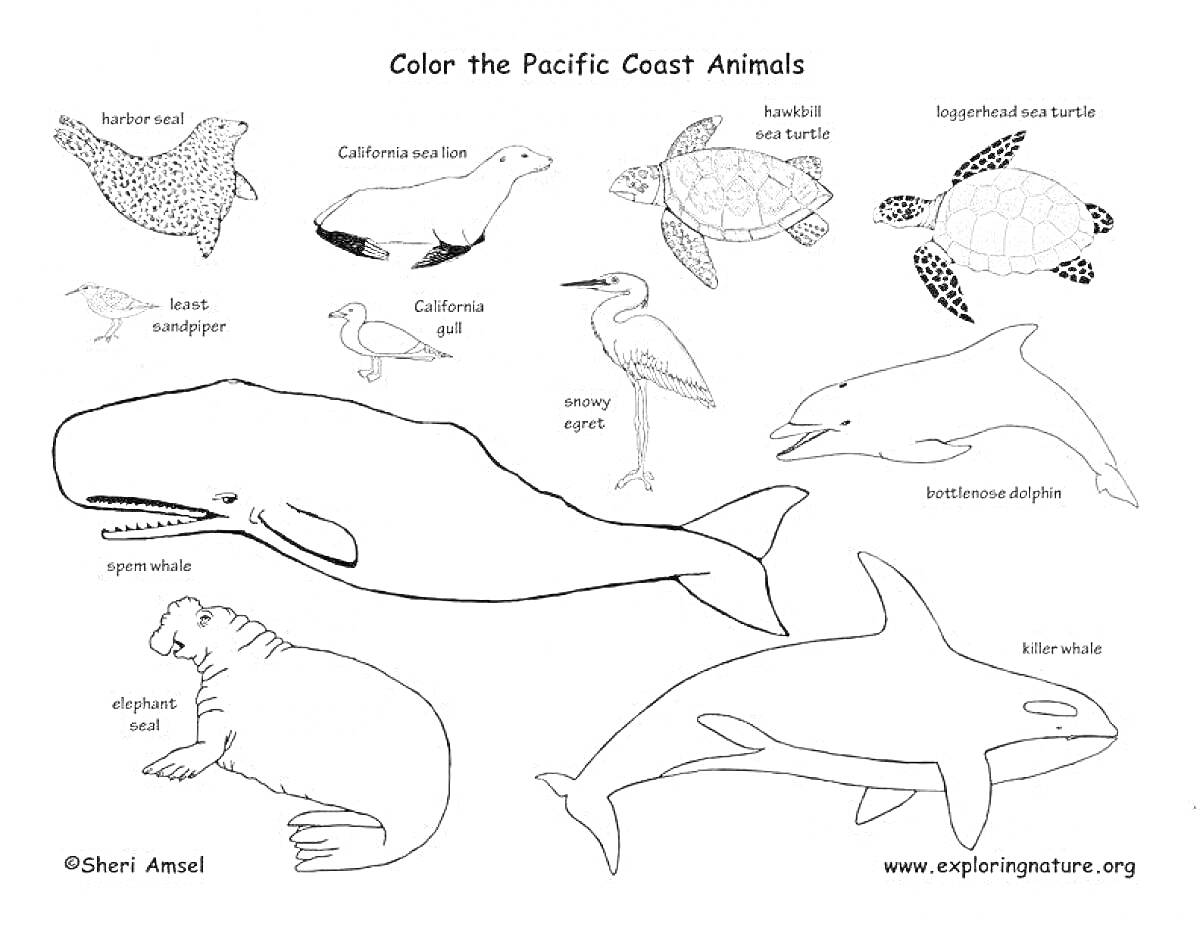 Раскраска Животные Тихоокеанского побережья