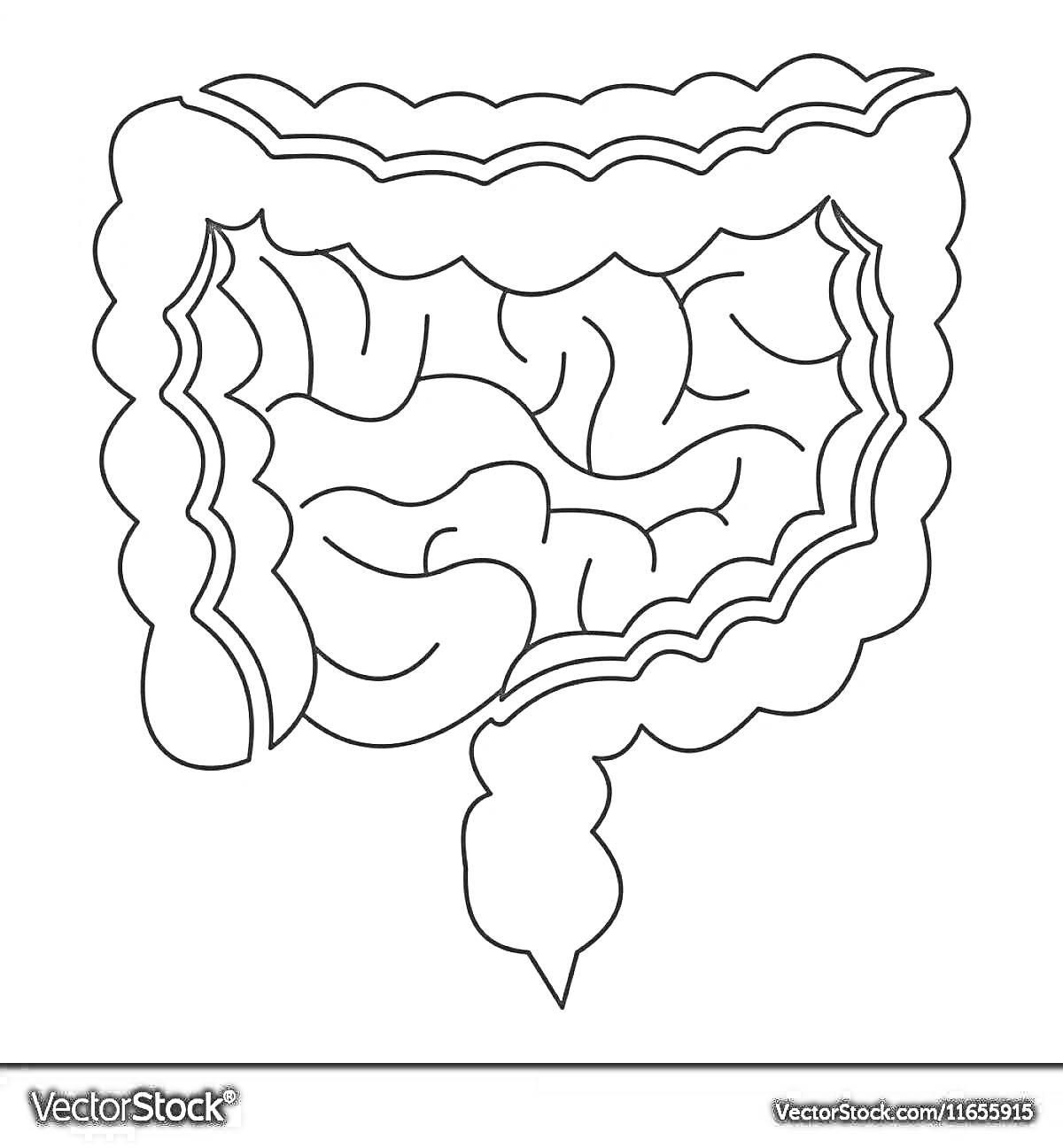 Раскраска контурная раскраска человеческого кишечника, включает тонкий кишечник, толстый кишечник, прямую кишку