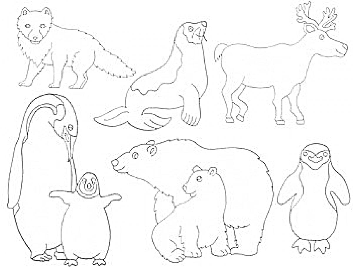 На раскраске изображено: Северные животные, Морж, Северный олень, Белый медведь, Дошкольники