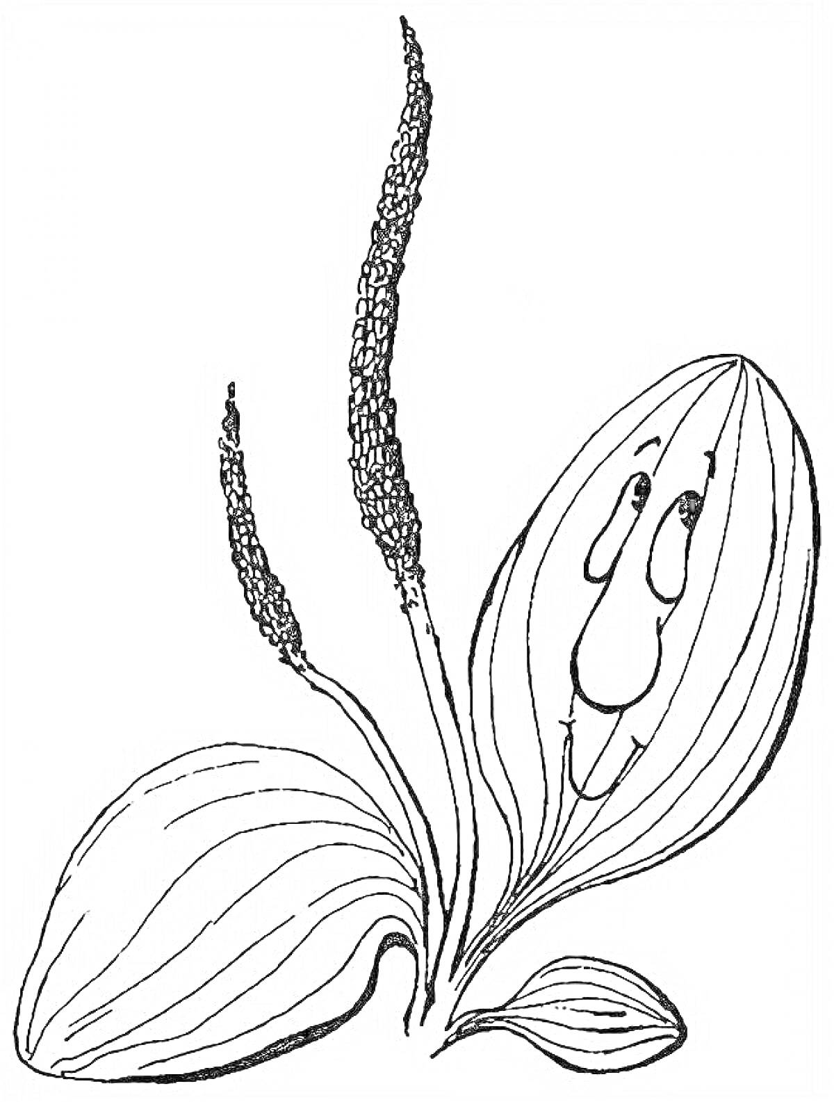 Раскраска Подорожник с глазами и носом на большом листе, три соцветия