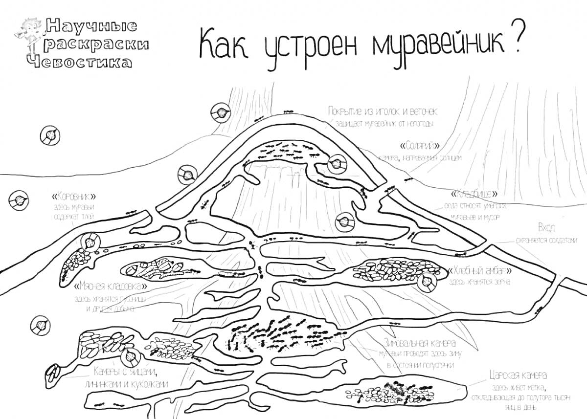 Раскраска Как устроен муравейник? (отсеки с яйцами, личинками, муравьями, листьями и другими элементами муравейника)