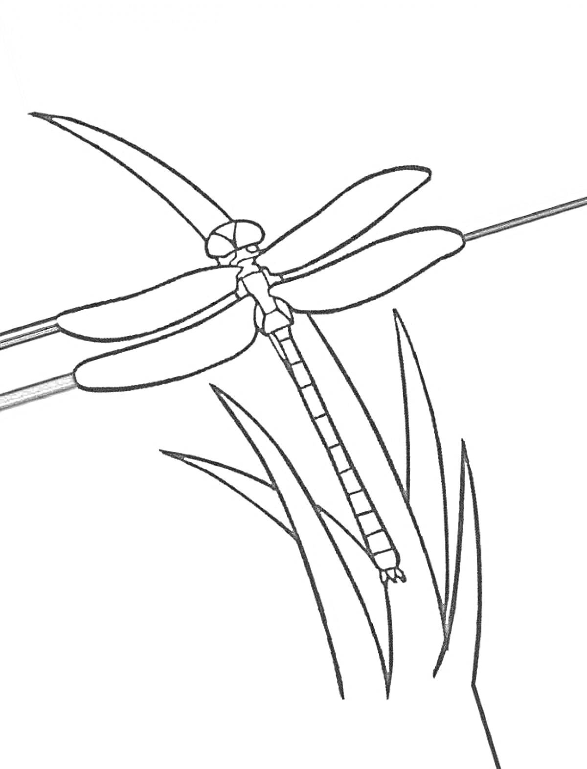 Раскраска Стрекоза на травинках