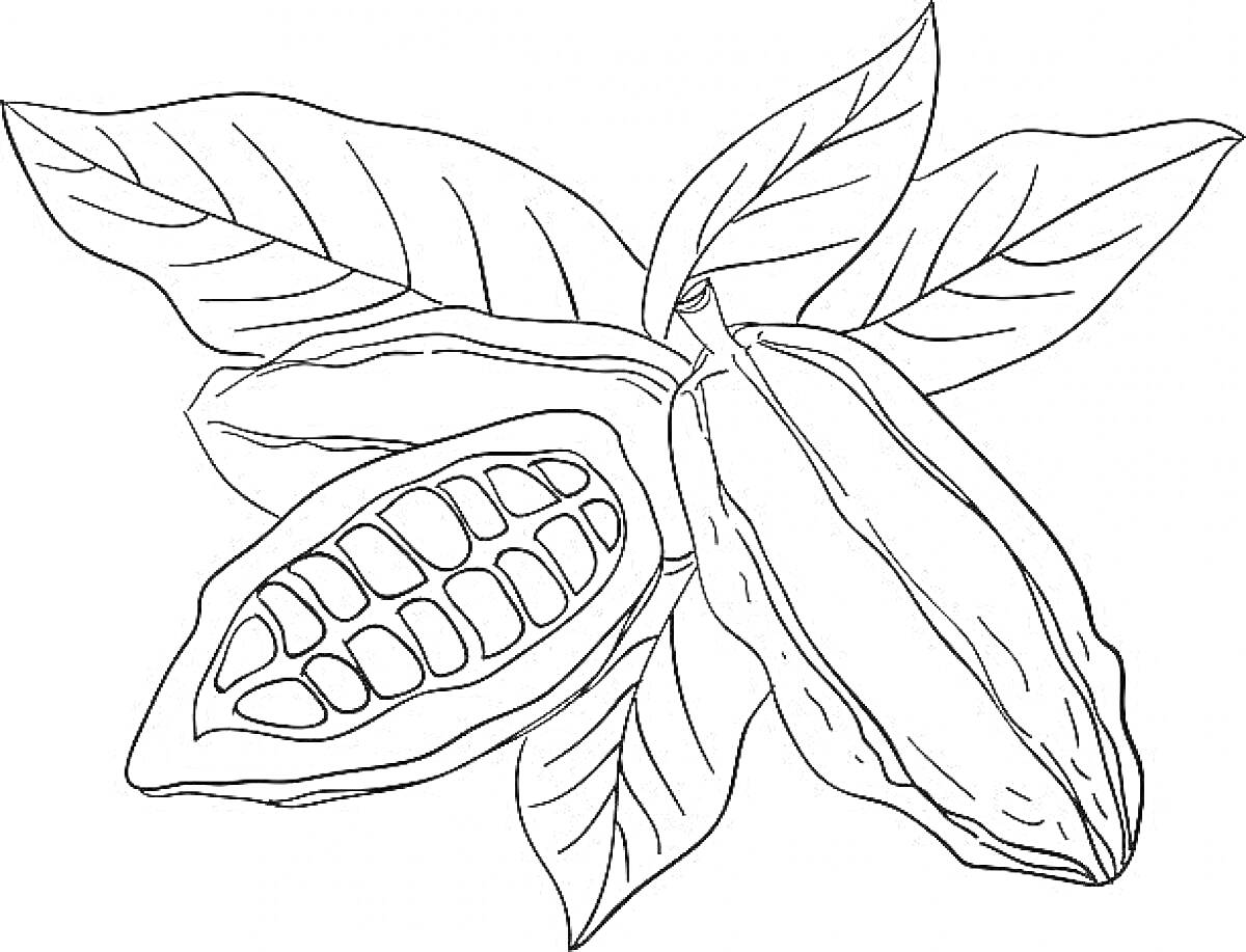 Раскраска Какао-бобы с листьями, раскрытый плод и цельный плод какао