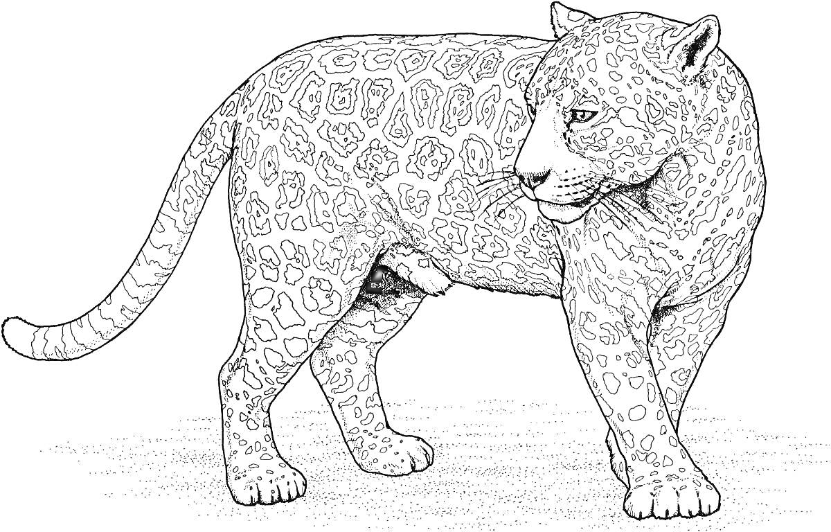 Раскраска Леопард на траве, стоящий боком