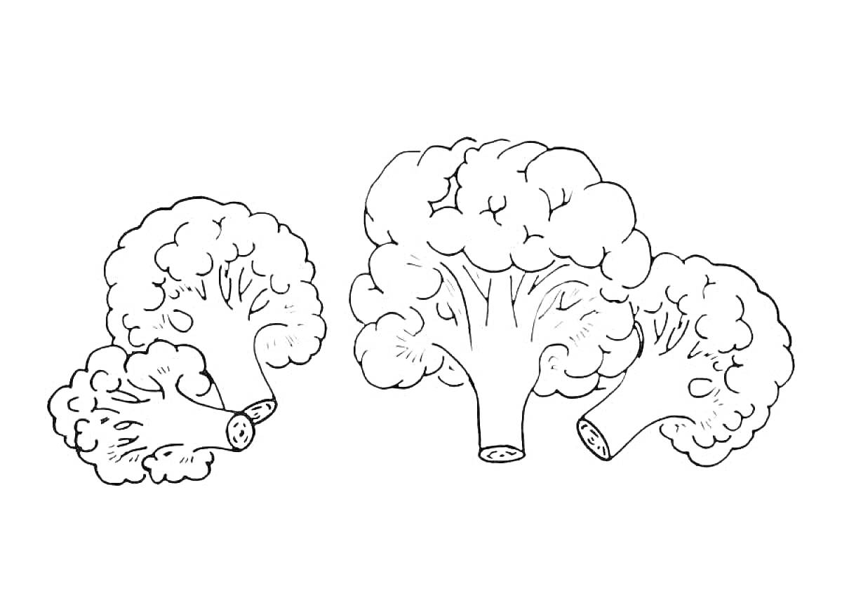 Раскраска Три маленькие брокколи и одна большая брокколи