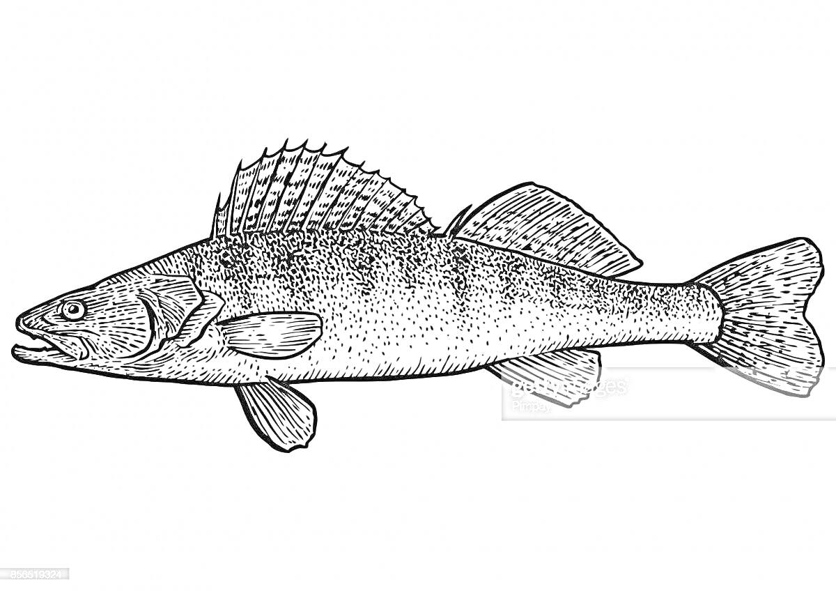 Раскраска Раскраска: судак с плавниками и чешуей, в боковом профиле
