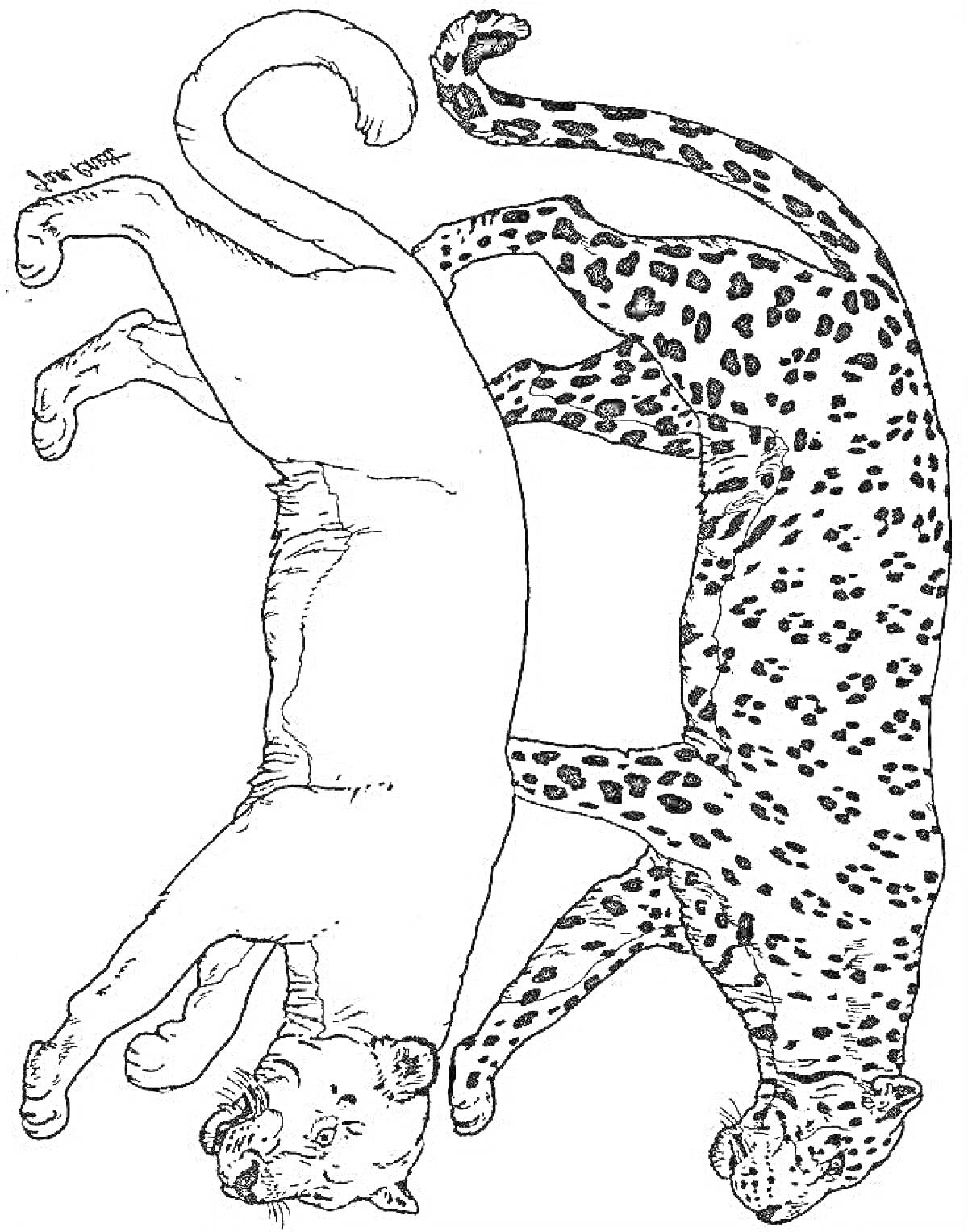На раскраске изображено: Пантера, Дикая кошка, Леопард, Животные, Разукрашка